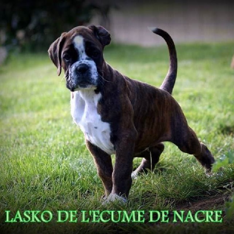 CH. Lasko de l'Ecume de Nacre