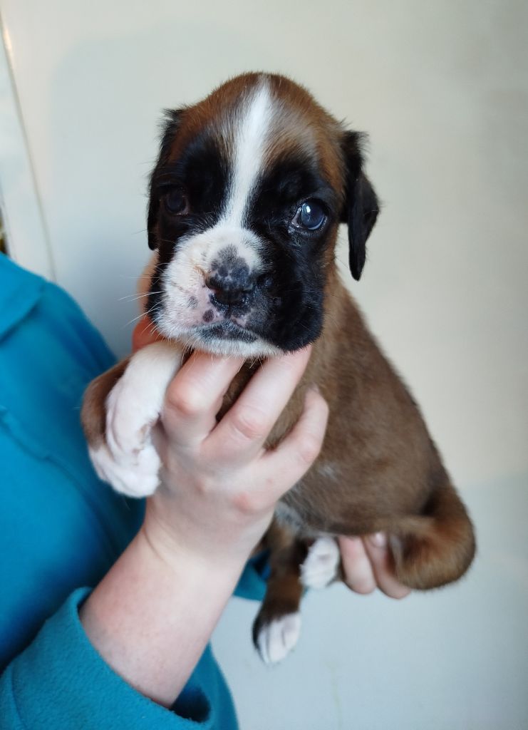 de l'Ecume de Nacre - Chiot disponible  - Boxer