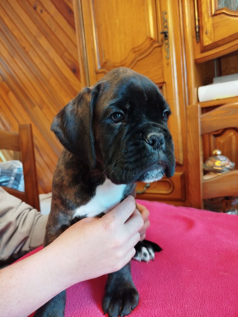 de l'Ecume de Nacre - Chiot disponible  - Boxer