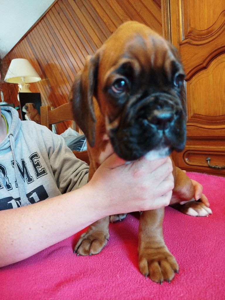 de l'Ecume de Nacre - Chiot disponible  - Boxer