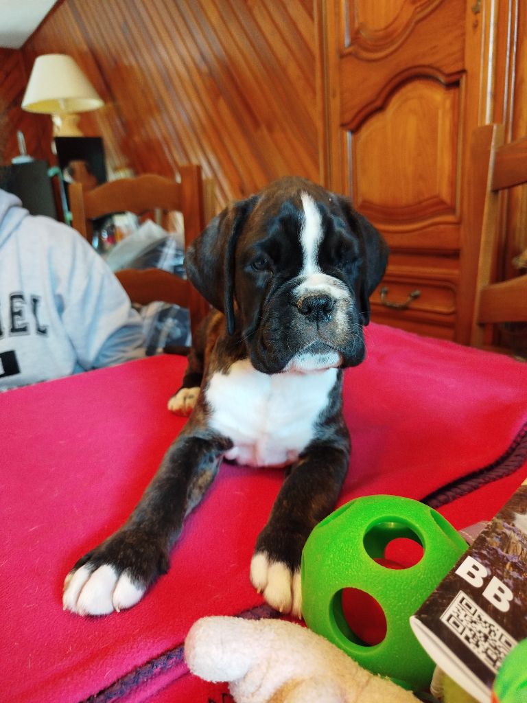 de l'Ecume de Nacre - Chiot disponible  - Boxer