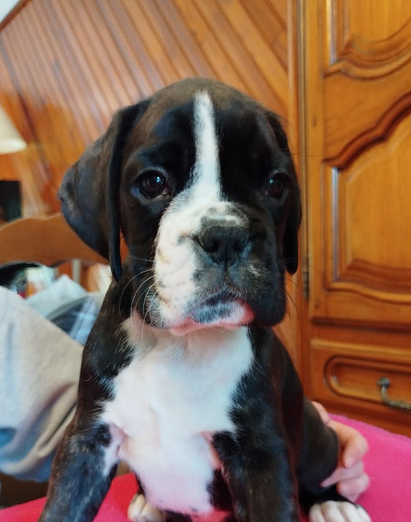 de l'Ecume de Nacre - Chiot disponible  - Boxer