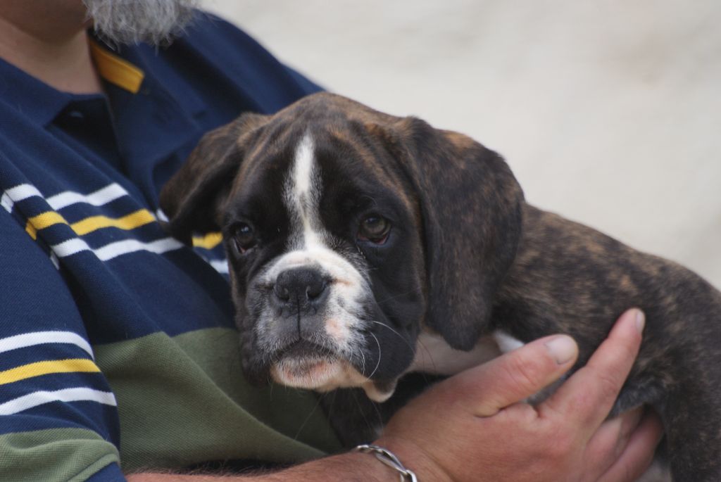 de l'Ecume de Nacre - Chiot disponible  - Boxer