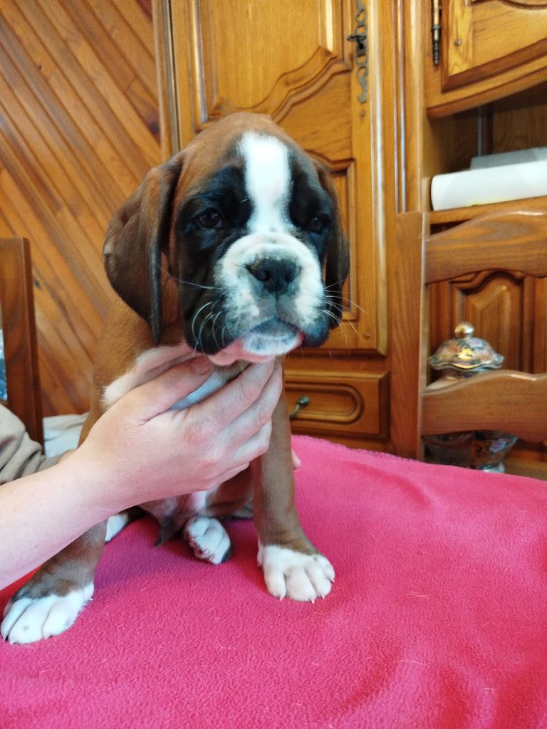 de l'Ecume de Nacre - Chiot disponible  - Boxer