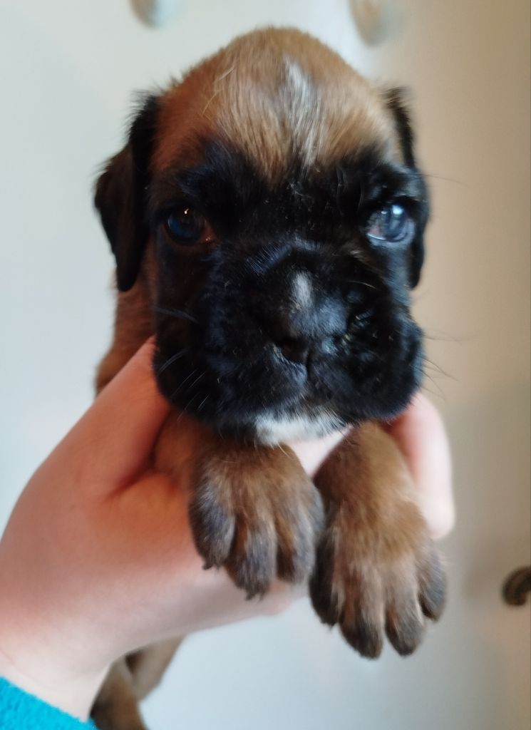 de l'Ecume de Nacre - Chiot disponible  - Boxer