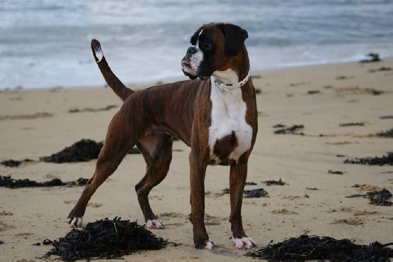 CH. Allessandria boxerovsky