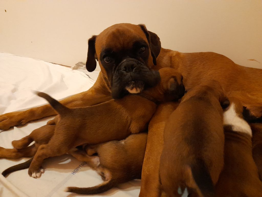 Roxy De l'Ecume De Nacre