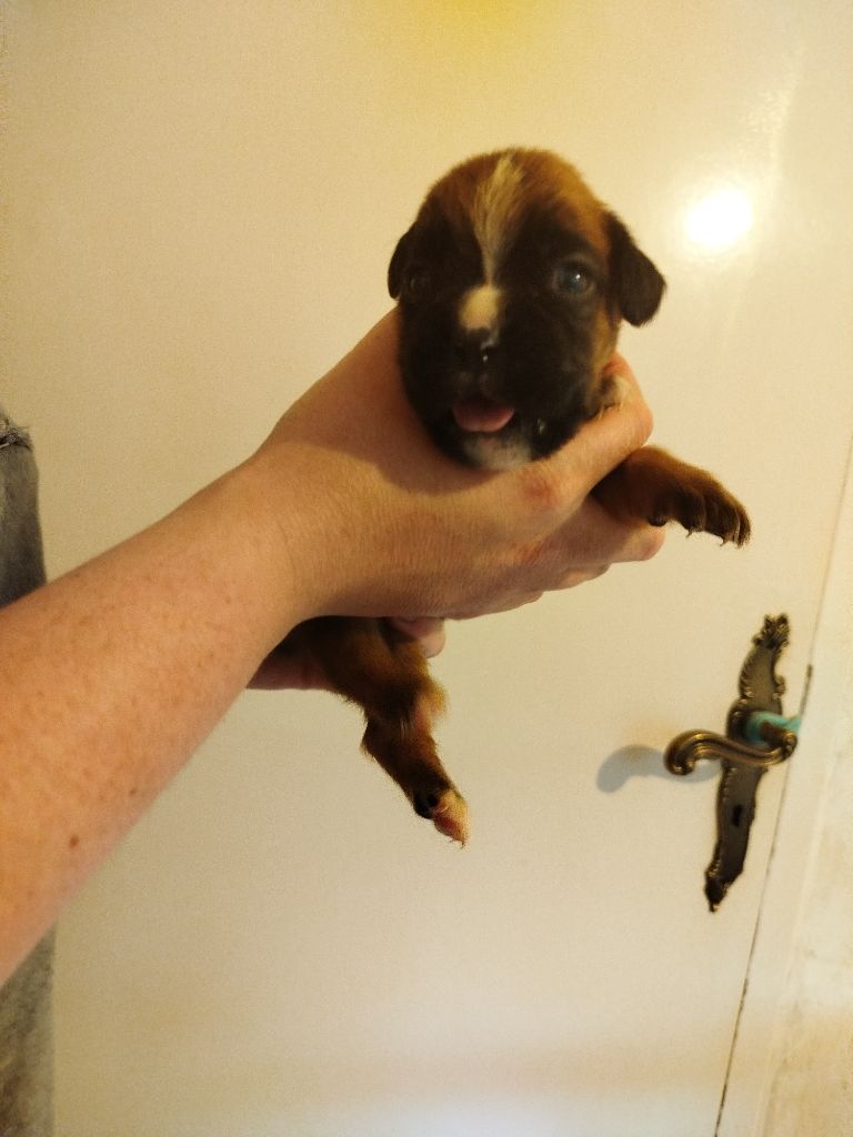 De l'Ecume De Nacre - Chiots disponibles - Boxer
