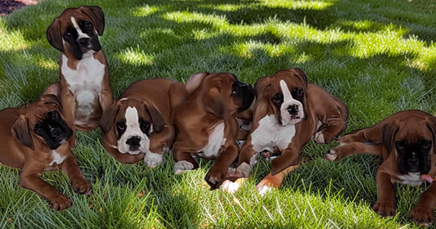 Chiot Boxer De l'Ecume De Nacre