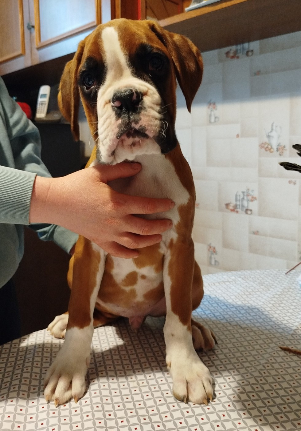 De l'Ecume De Nacre - Chiots disponibles - Boxer