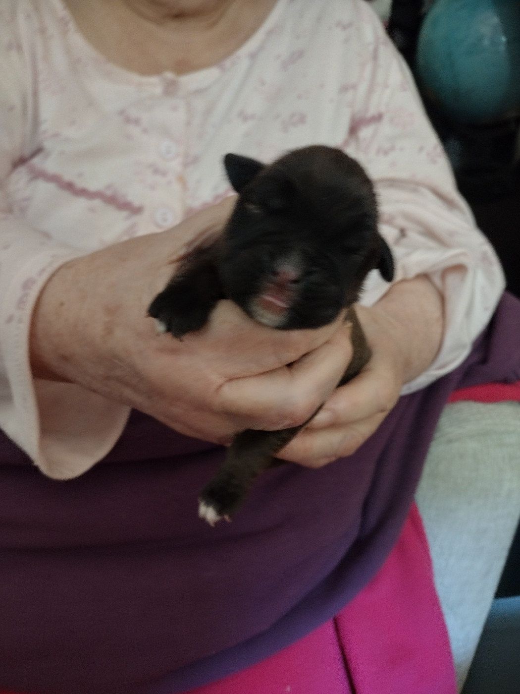 De l'Ecume De Nacre - Chiots disponibles - Boxer