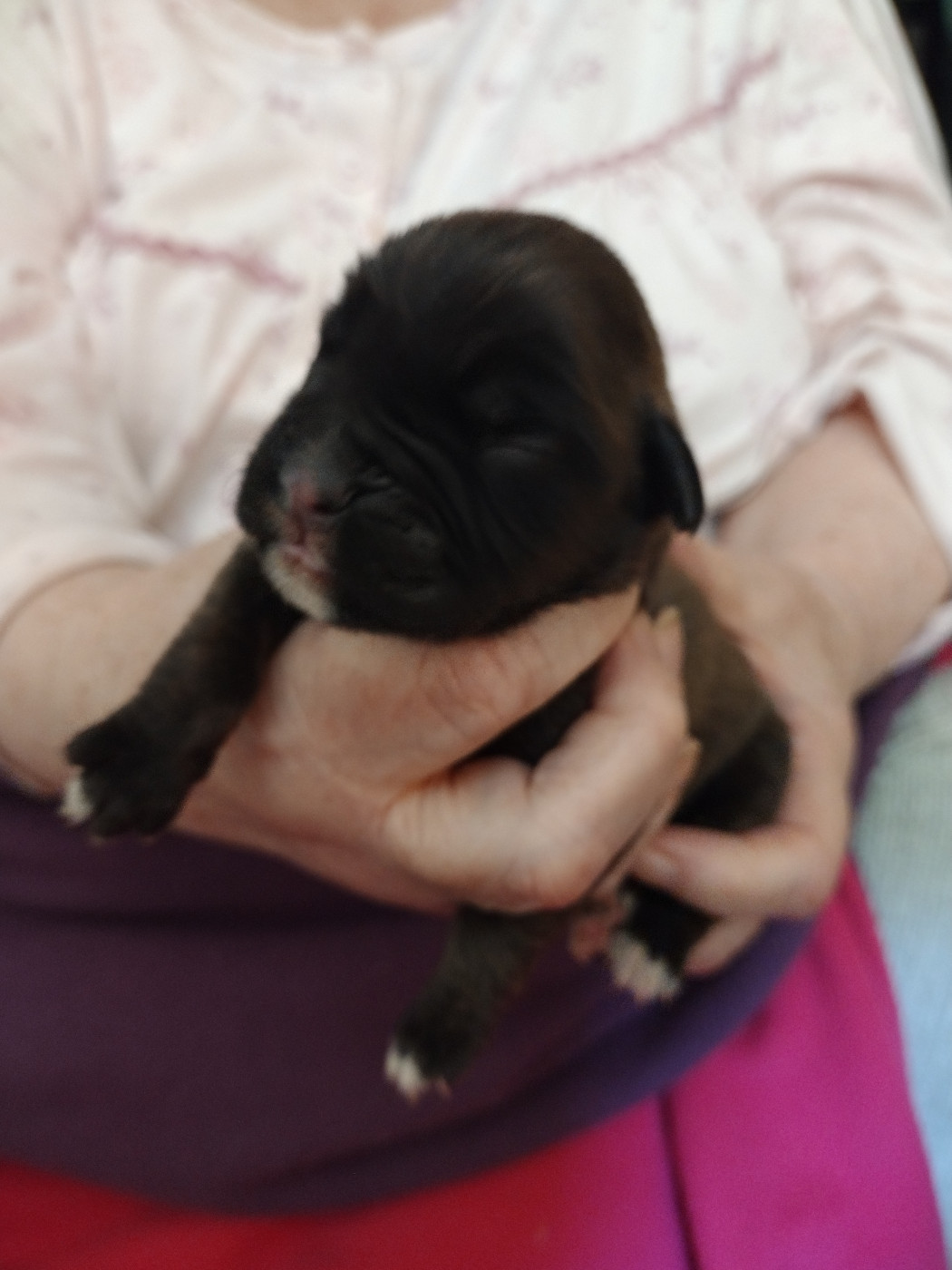 De l'Ecume De Nacre - Chiots disponibles - Boxer