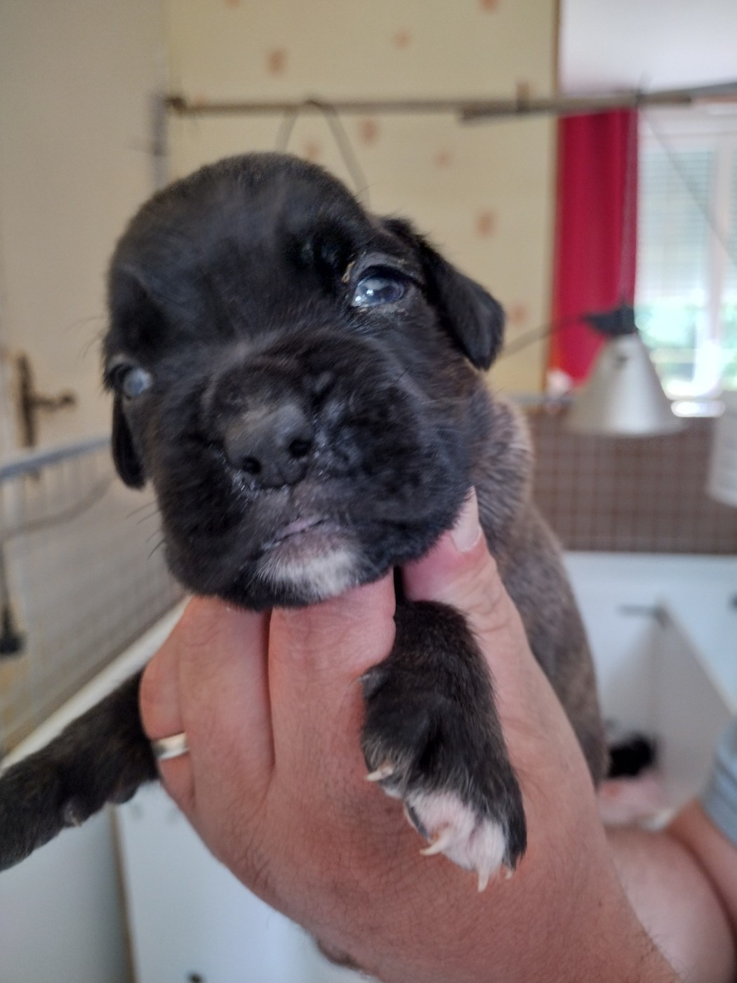 De l'Ecume De Nacre - Chiots disponibles - Boxer