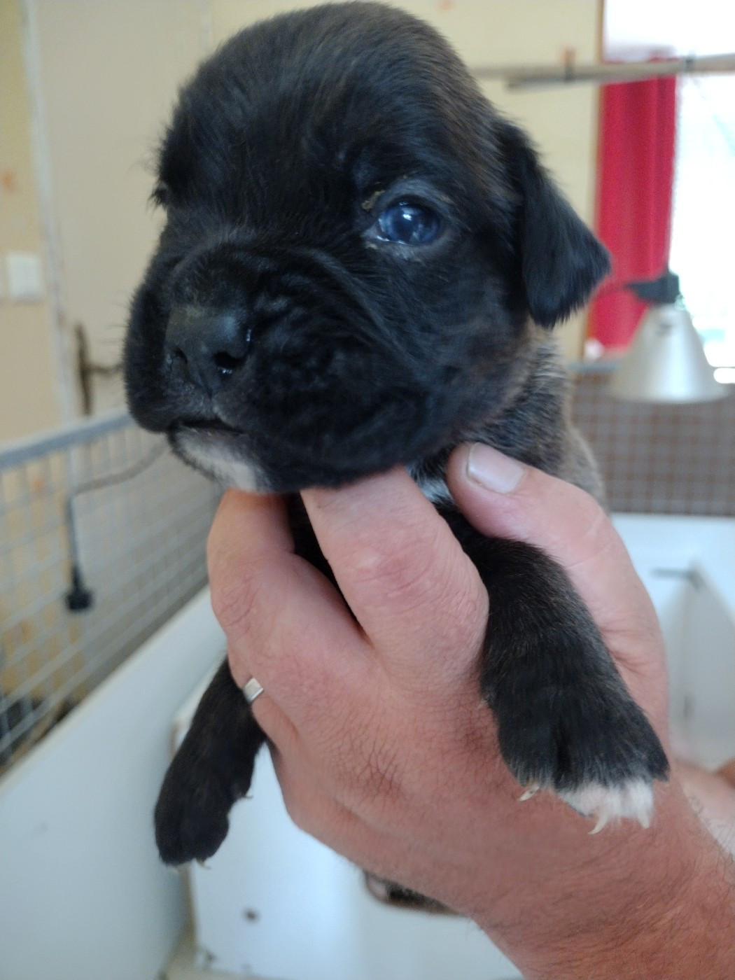 De l'Ecume De Nacre - Chiots disponibles - Boxer