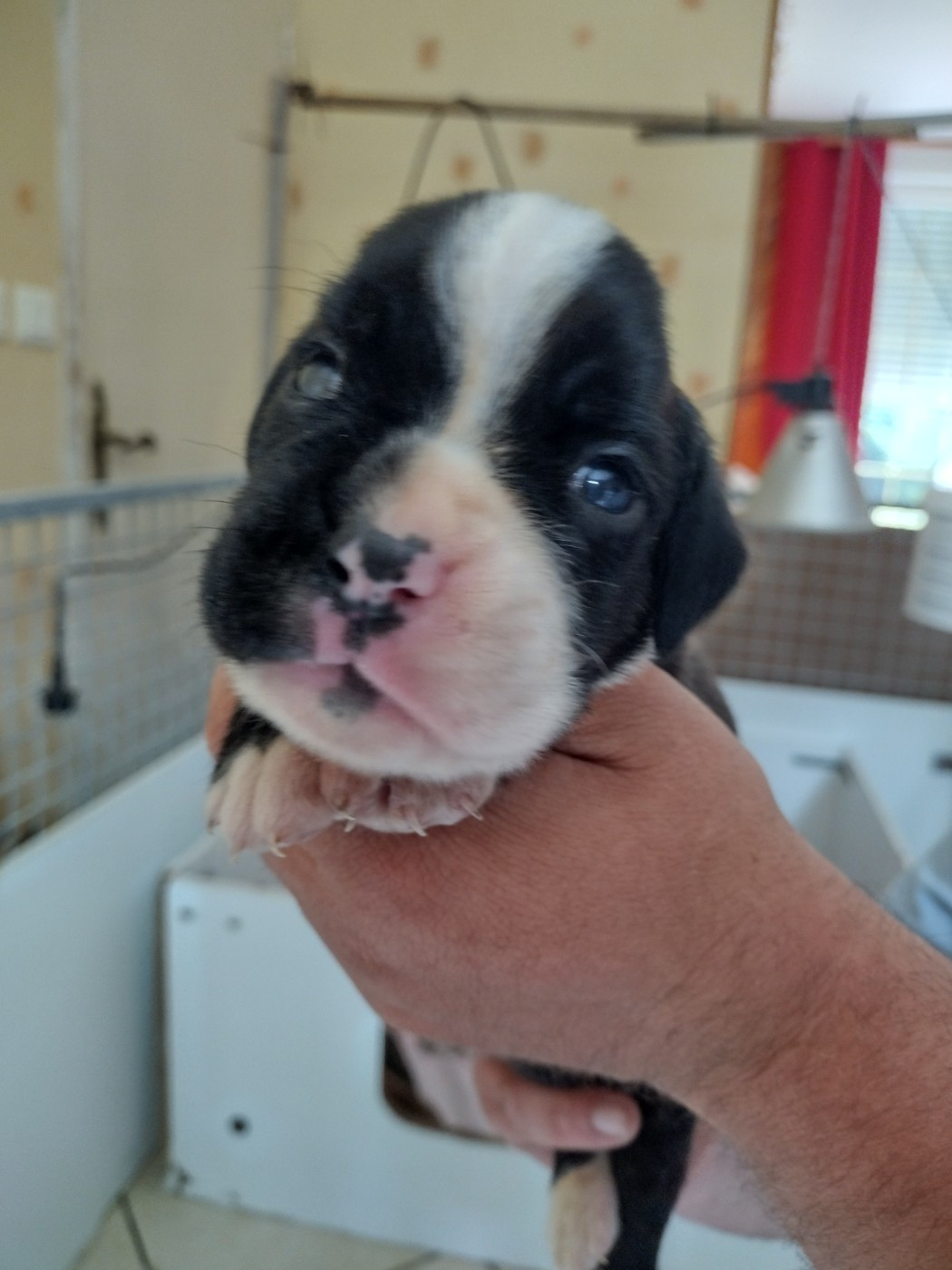 De l'Ecume De Nacre - Chiots disponibles - Boxer