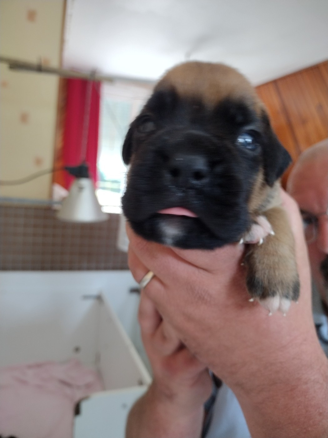 De l'Ecume De Nacre - Chiots disponibles - Boxer
