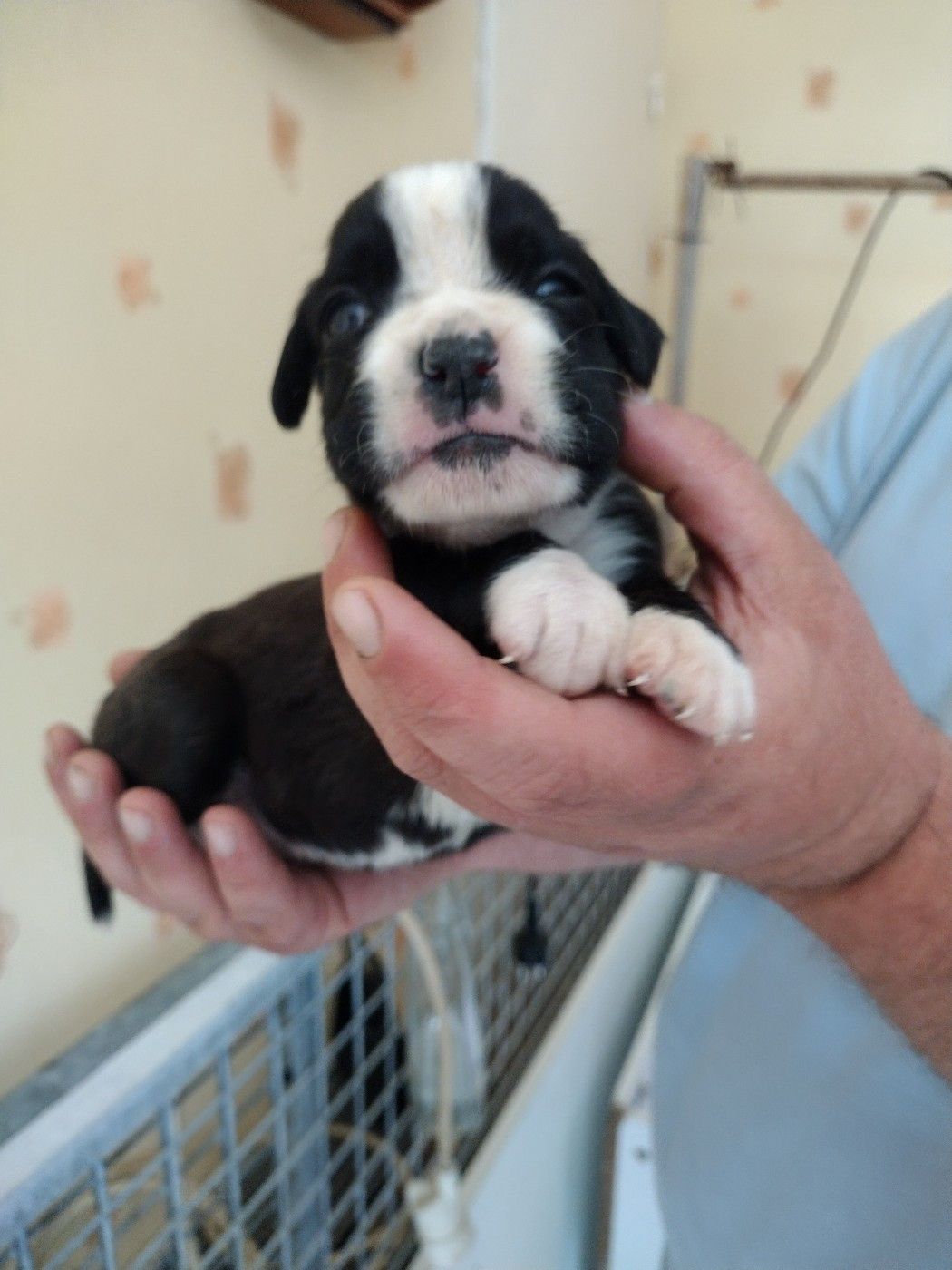 De l'Ecume De Nacre - Chiots disponibles - Boxer