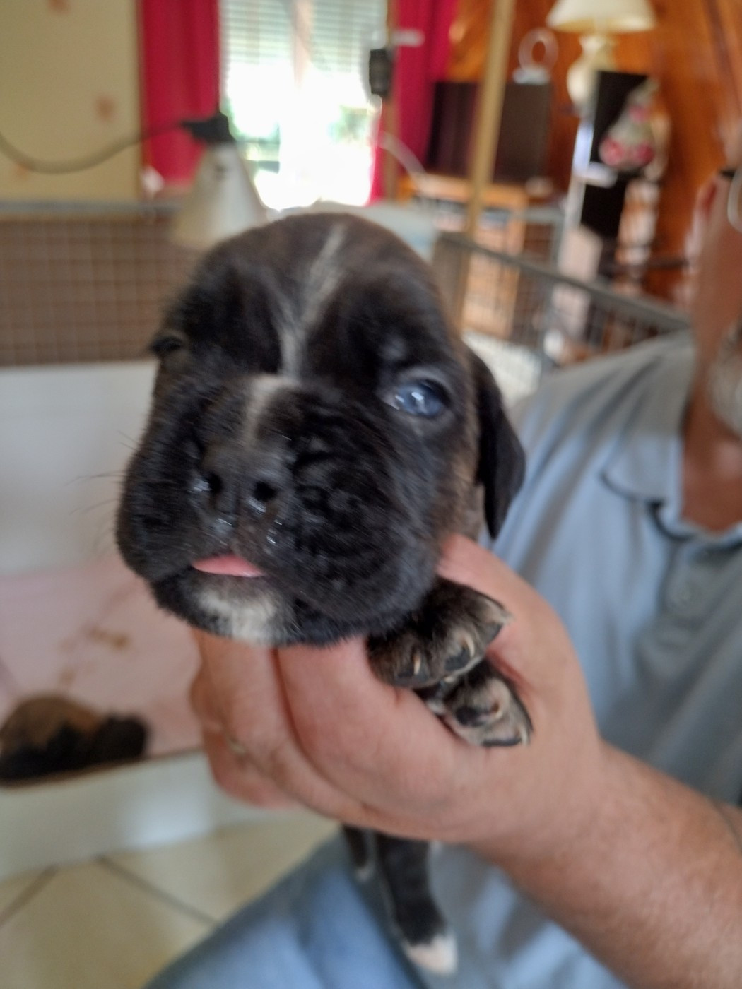 De l'Ecume De Nacre - Chiots disponibles - Boxer