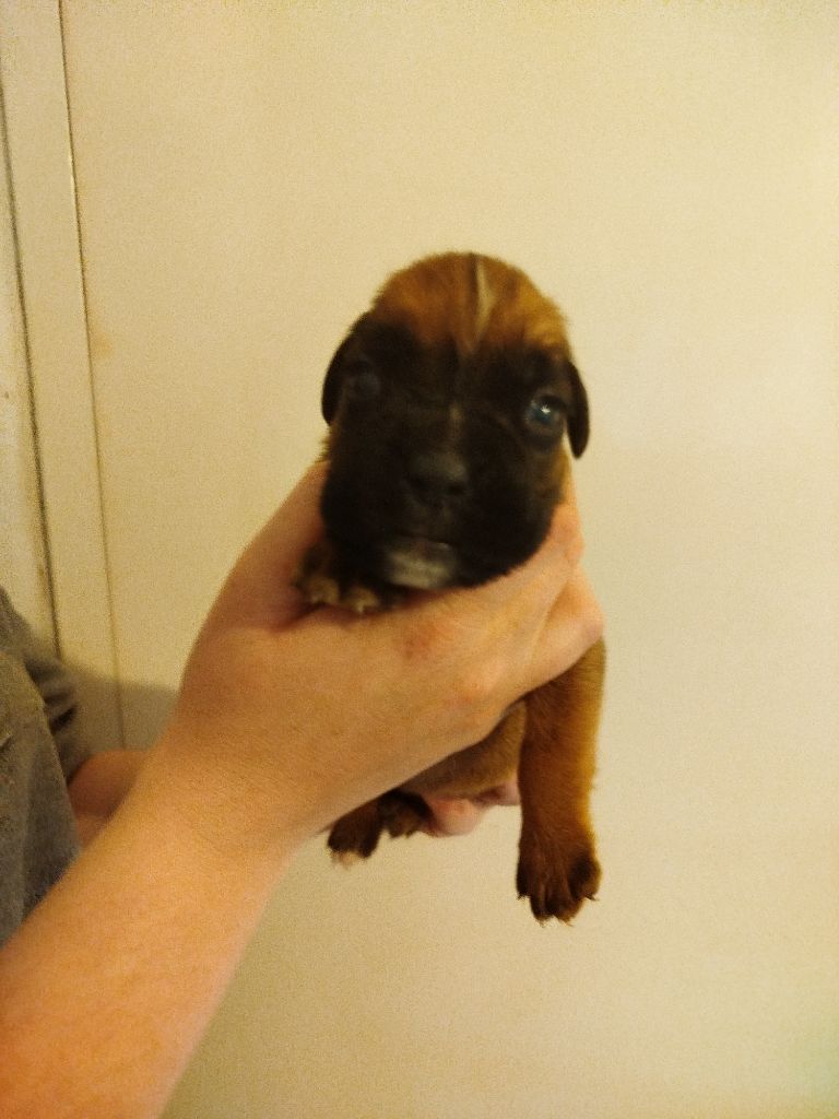 De l'Ecume De Nacre - Chiots disponibles - Boxer