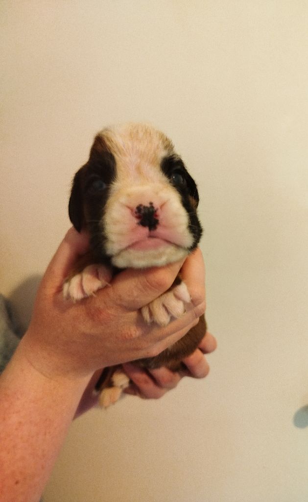 De l'Ecume De Nacre - Chiots disponibles - Boxer