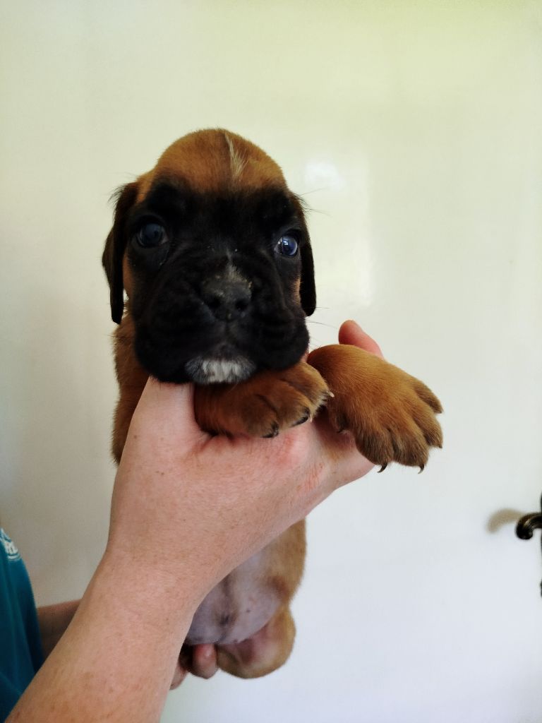 De l'Ecume De Nacre - Chiots disponibles - Boxer