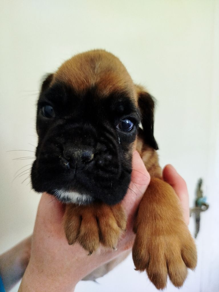 De l'Ecume De Nacre - Chiots disponibles - Boxer