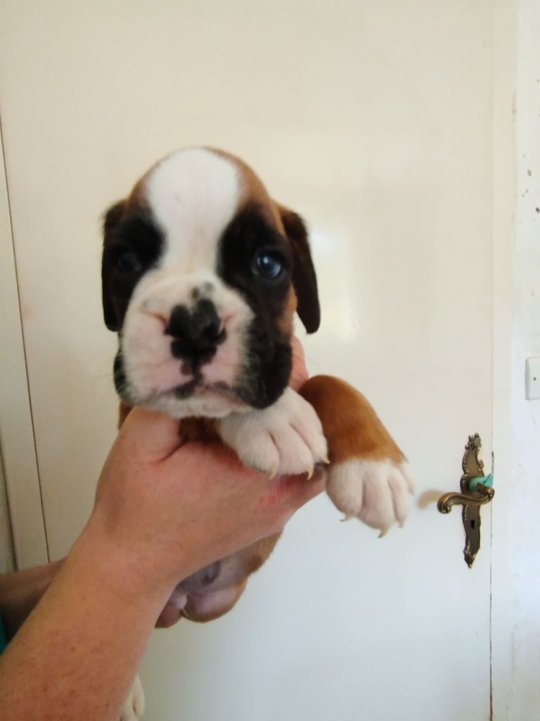 De l'Ecume De Nacre - Chiots disponibles - Boxer