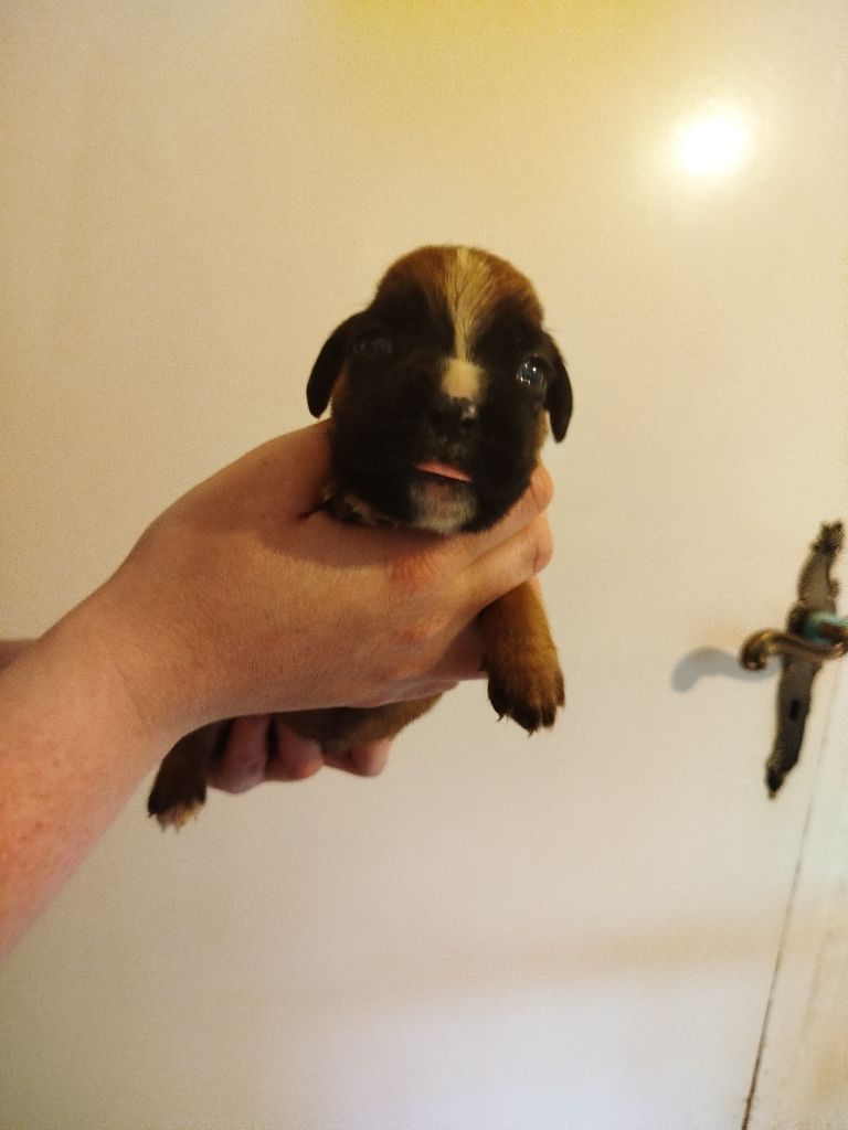 De l'Ecume De Nacre - Chiots disponibles - Boxer