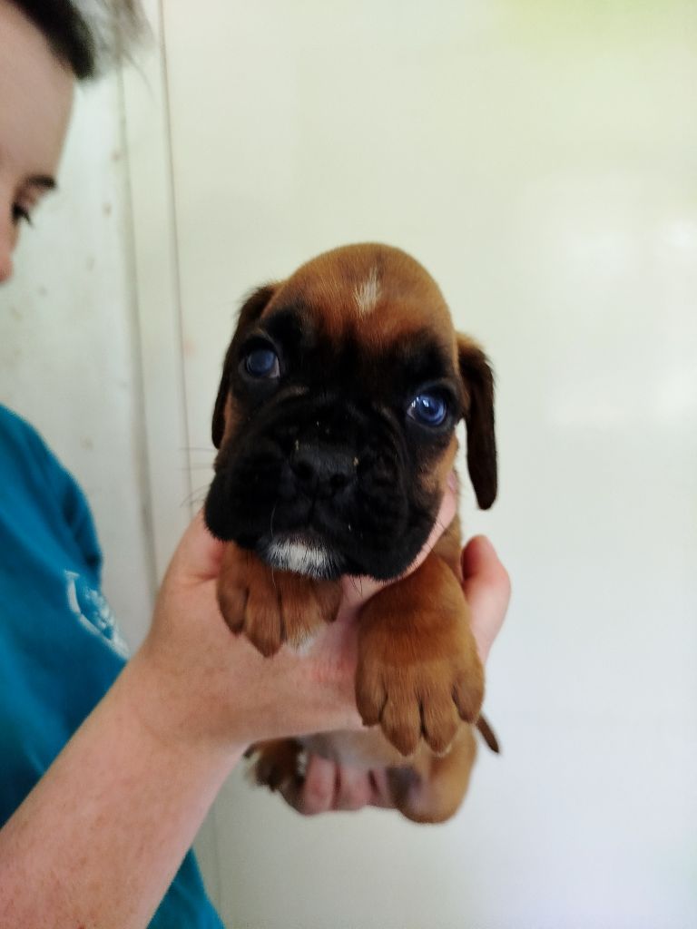 De l'Ecume De Nacre - Chiots disponibles - Boxer