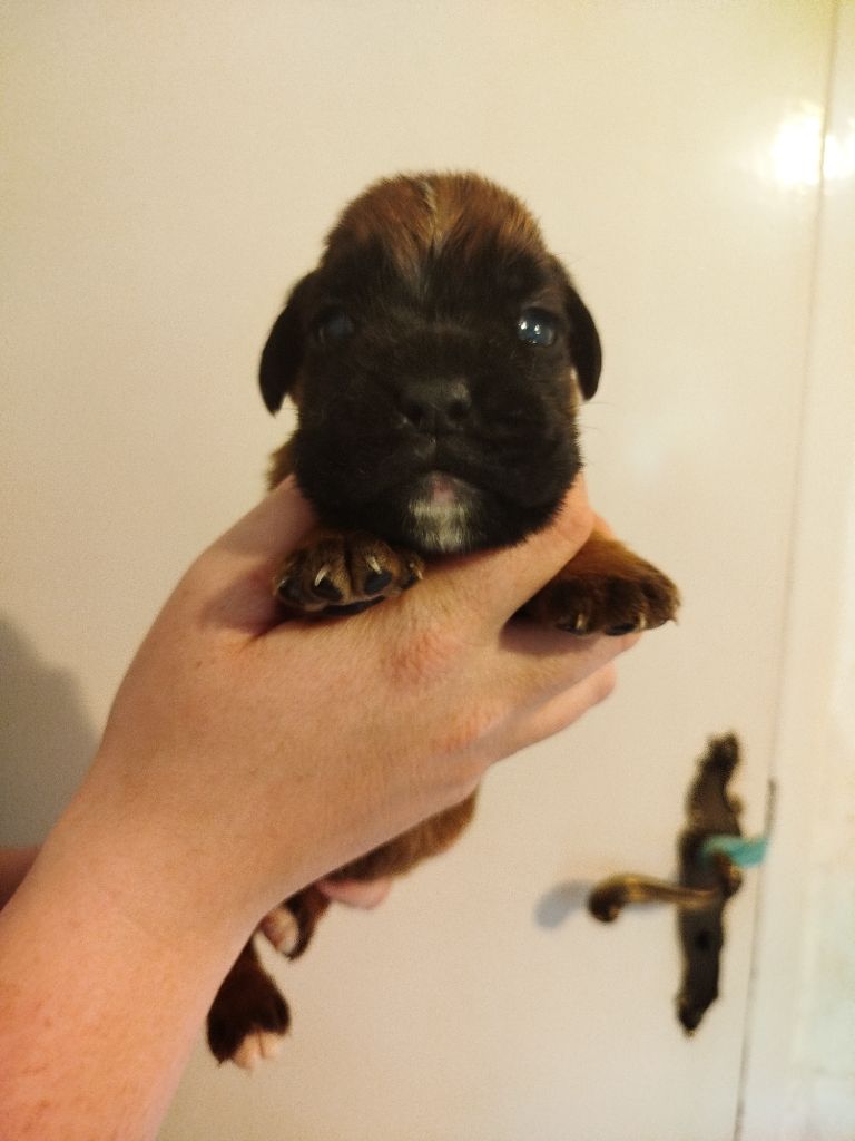 De l'Ecume De Nacre - Chiots disponibles - Boxer