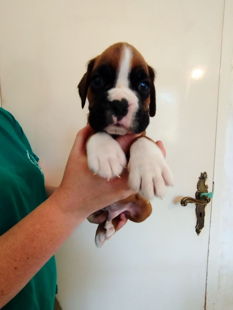 De l'Ecume De Nacre - Chiots disponibles - Boxer