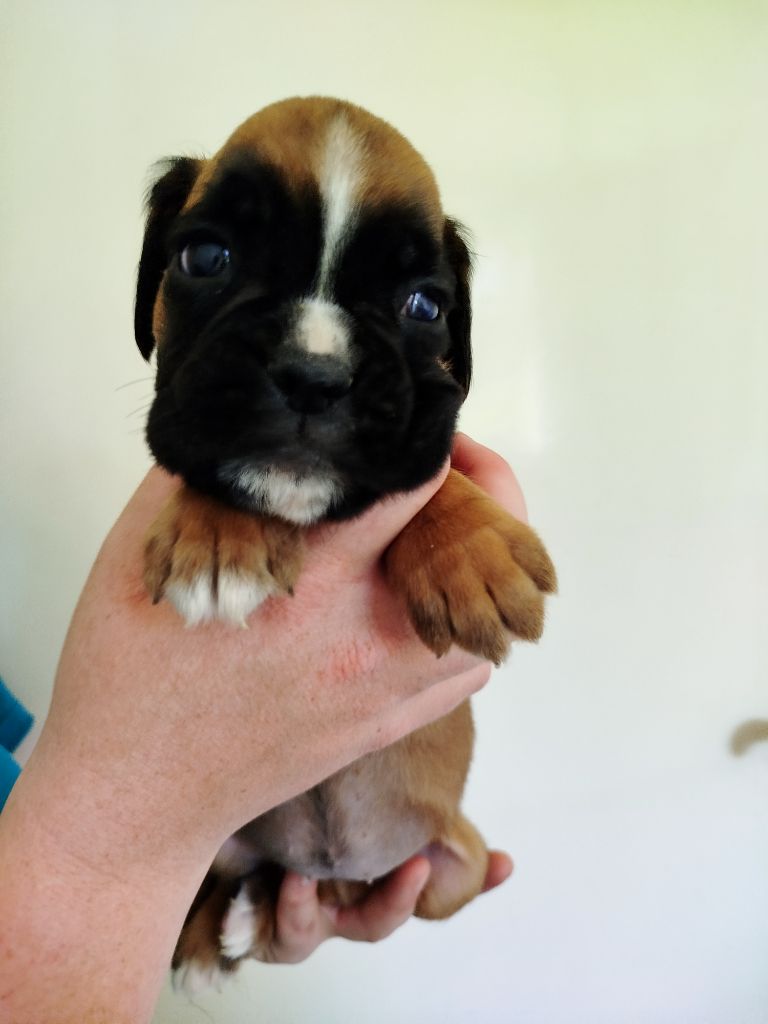 De l'Ecume De Nacre - Chiots disponibles - Boxer