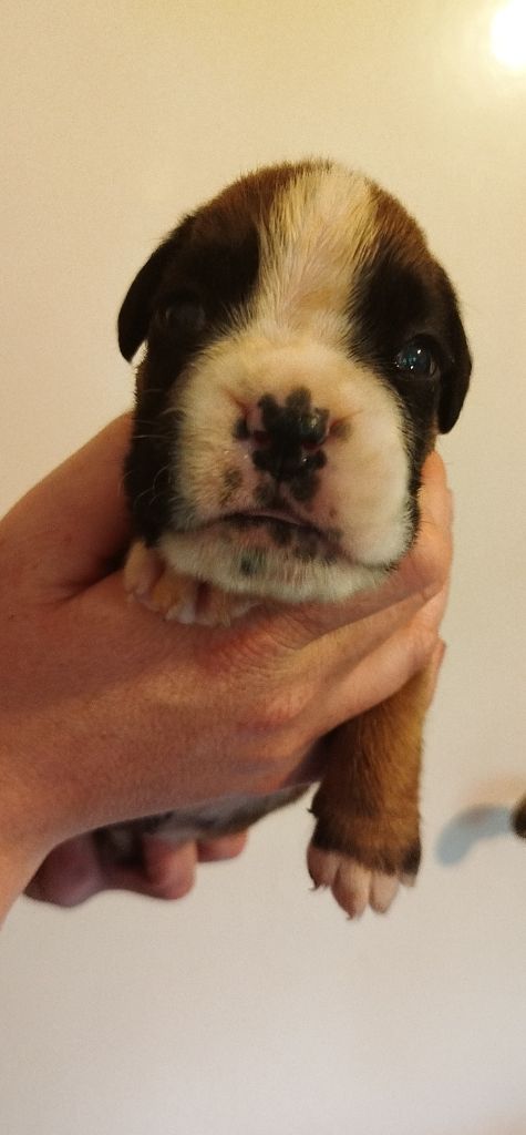 De l'Ecume De Nacre - Chiots disponibles - Boxer