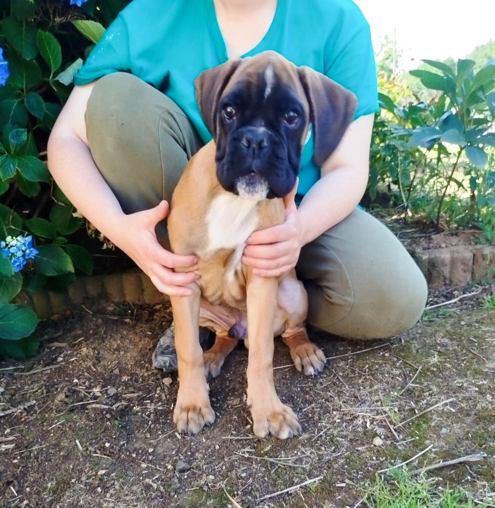 De l'Ecume De Nacre - Chiots disponibles - Boxer
