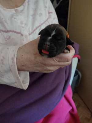 Chiot N°3