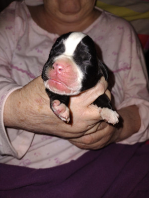 Chiot N°4