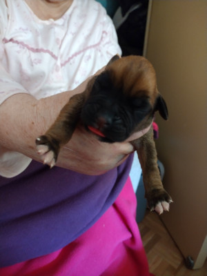 Chiot N°5