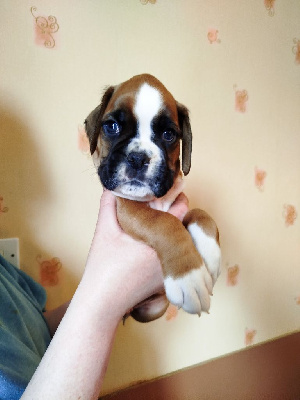CHIOT 3