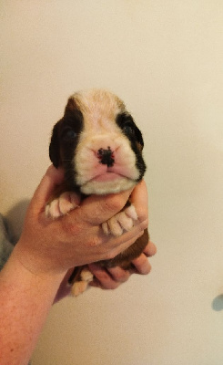 CHIOT 3