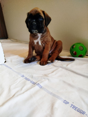 CHIOT 7