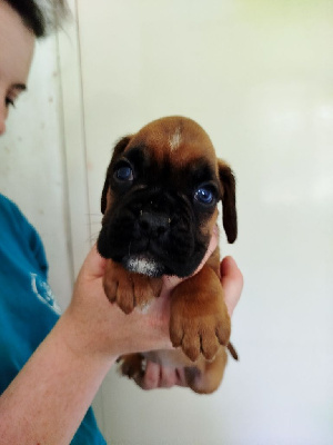 CHIOT 8