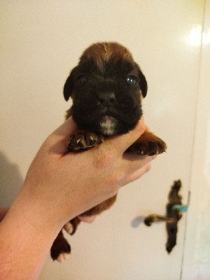 CHIOT 5