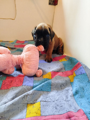 CHIOT 4