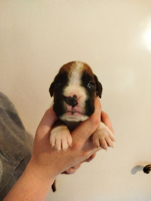 CHIOT 4