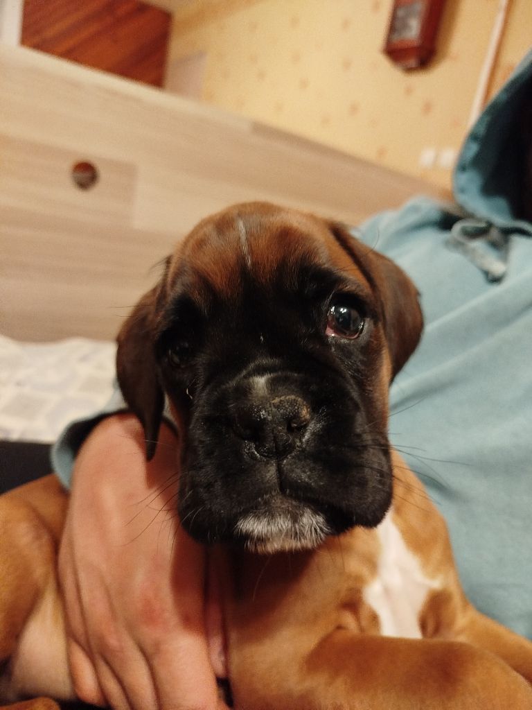 de l'Ecume de Nacre - Chiots disponibles - Boxer