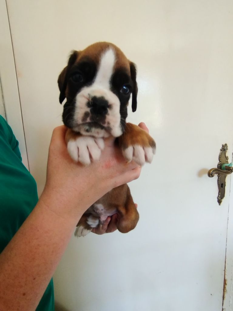 De l'Ecume De Nacre - Chiots disponibles - Boxer