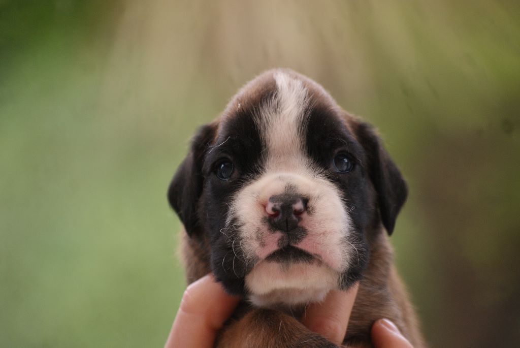 De l'Ecume De Nacre - Boxer - Portée née le 08/06/2017