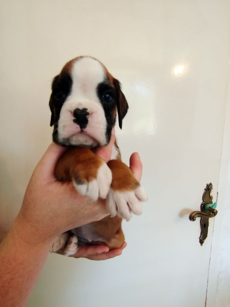 De l'Ecume De Nacre - Chiots disponibles - Boxer