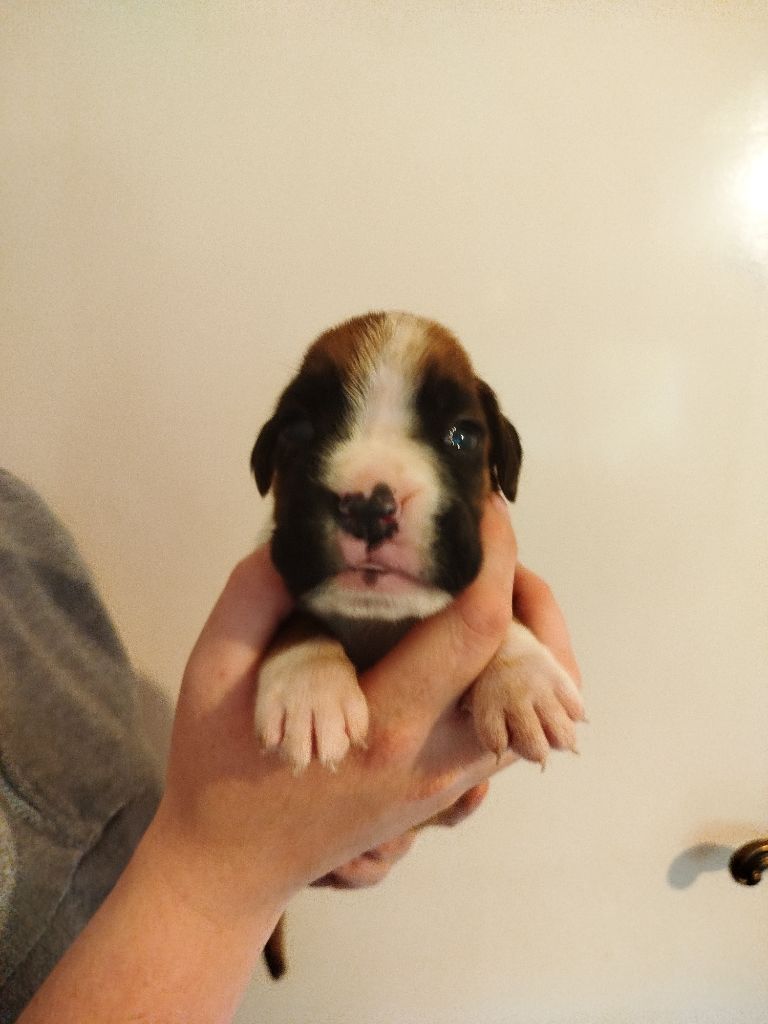 De l'Ecume De Nacre - Chiots disponibles - Boxer