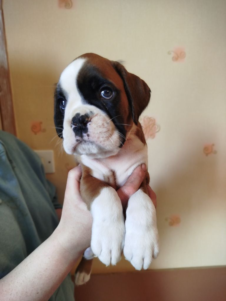 De l'Ecume De Nacre - Chiots disponibles - Boxer